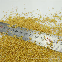 High Quality White Broom Corn Millet For Food